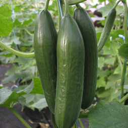 Cucumber 'Emilie' F1 Hybrid - Seeds