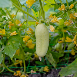 Cucumber 'White Wonder' - Veg Saver Seeds
