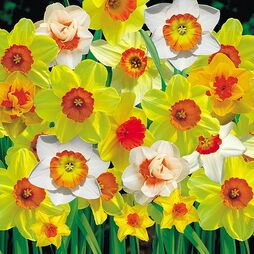 Narcissus 'Cornish Red Cup Mixed'