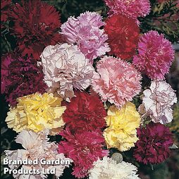 Dianthus caryophyllus 'Giant Chabaud Mixed' - Easy Grow Range