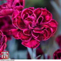 Dianthus 'Odessa Red'