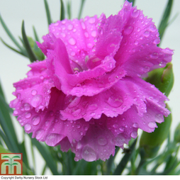 Dianthus 'Tickled Pink'