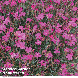 Dianthus 'Pink Gem' - Seeds