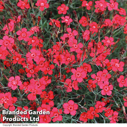 Dianthus 'Red Gem' - Seeds