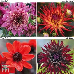 Dahlia 'Rouge Collection'