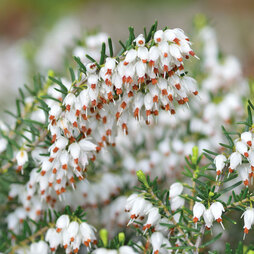 Erica x darleyensis f. albiflora 'White Perfection'