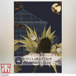 Eryngium giganteum 'Miss Willmott's Ghost' - Kew Pollination Collection