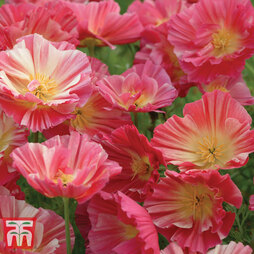 Californian Poppy 'Rose Chiffon' - Seeds