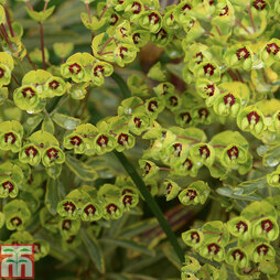 Euphorbia x martini