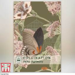 Eupatorium cannabinum - Kew Pollination Collection