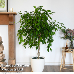 Ficus benjamina 'Exotica' braided stem in hydro pot