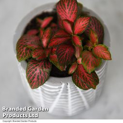 Fittonia 'Red Tiger'