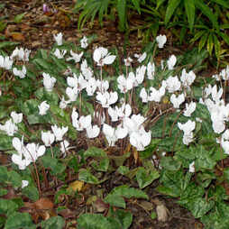 Cyclamen hederifolium 'Alba'