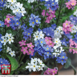 Forget-Me-Not Mixed