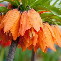 Fritillaria 'Orange Beauty'