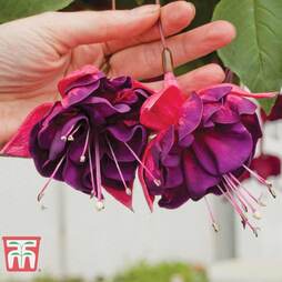 Fuchsia 'Purple Rain'