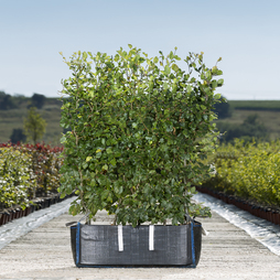 Beech Ready Bag Instant Hedge 1m (pre-grown)