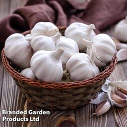 Garlic 'Cledor' (Spring Planting)