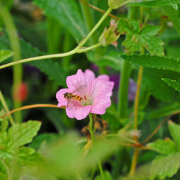 Geranium oxonianum 'Wargrave Pink'