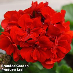 Geranium Grandeur Red Pre-Planted Pot