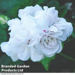 Geranium Cascading Rosebud Sybil White Pearl