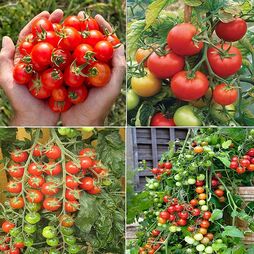 Tomato Collection (Grafted)