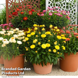 Granvia® 'Giant Flowered Collection'