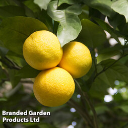 Grapefruit Citrus Plant