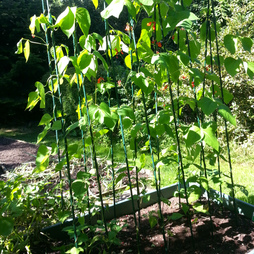 Easy Grow Runner Bean Frame & Climbing Plant Support Trellis - 0.75 x 1.2 x 2.4m H