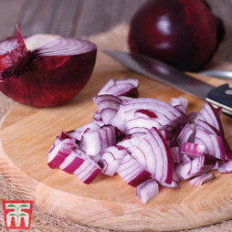 Onion 'Garnet' (Spring Planting)