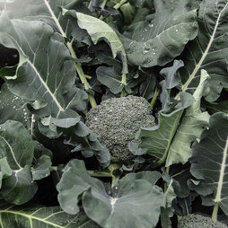 Broccoli 'Green Magic' (Calabrese) - Seeds