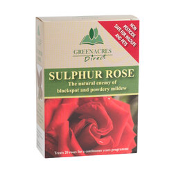 Sulphur Rose - 250 grams