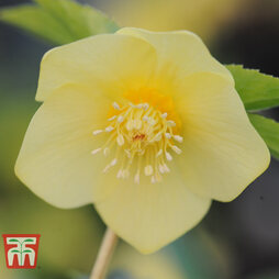 Hellebore 'Pure Gold'