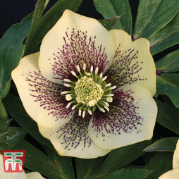 Hellebore 'Single Yellow Spotted'