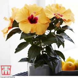 Hibiscus rosa-sinensis 'Hibisqs Apricot' (House Plant)