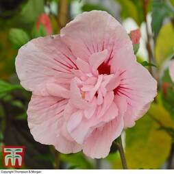 Hibiscus syriacus 'Pink Chiffon'