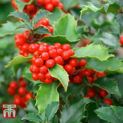 Holly (Hedging)