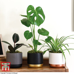 House Plant Urban Jungle Collection (3 plants)