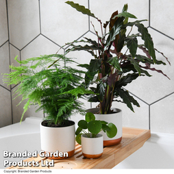 Green Houseplants Bathroom Trio