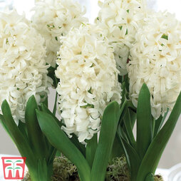 Hyacinth 'White Pearl'
