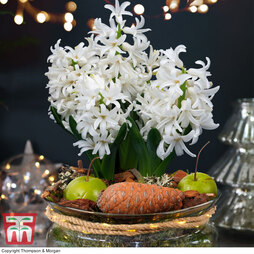 Lit Hyacinth Bowl - Gift