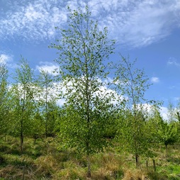 Silver Birch tree (Betula pendula) grown by Cotswold Trees