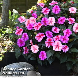 Sunpatiens 'Candy Collection'