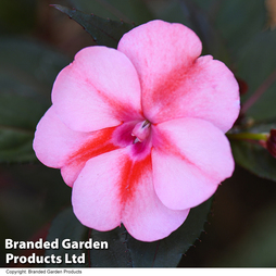Sunpatiens 'Candy Red'