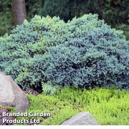 Juniperus squamata 'Blue Compact'