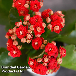 Kalanchoe (Red)