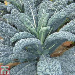 Kale 'Yurok' F1 Hybrid - Seeds