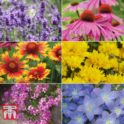 Nurseryman's Choice Perfect for Pollinators Perennial Collection