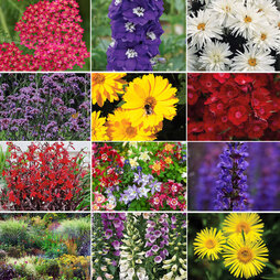 Perfect Perennial Collection
