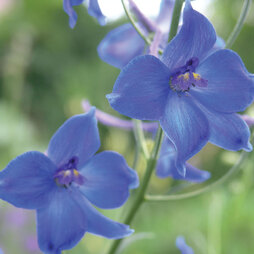 Larkspur 'Gentian Blue' - Seeds